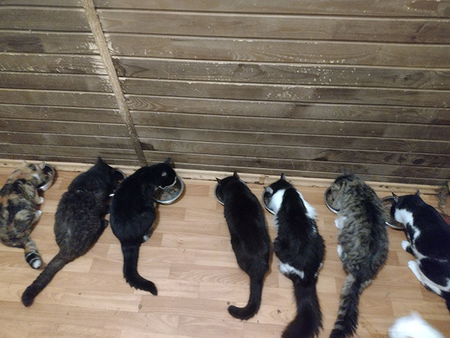 Seven cats next to a wooden wall eating from individual bowls.