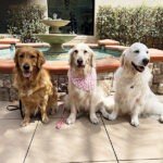 Three hospital therapy dogs in front of a fountain