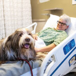 Woman on hospital bed with therapy dogs