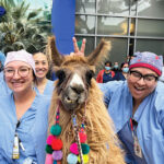 Hospital workers with a llama, a therapy pet.