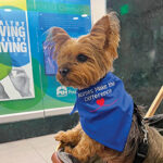 Small hospital therapy dog